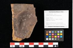 Foto (Objekt + Etikett) von Sphaeria palaeosapindi Ettingshausen (NHMW-GEO-2024-0188-0042)